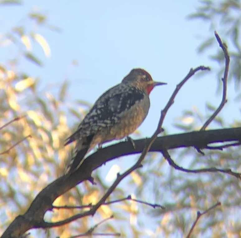 Yellow-bellied x Red-naped Sapsucker (hybrid) - ML614819417