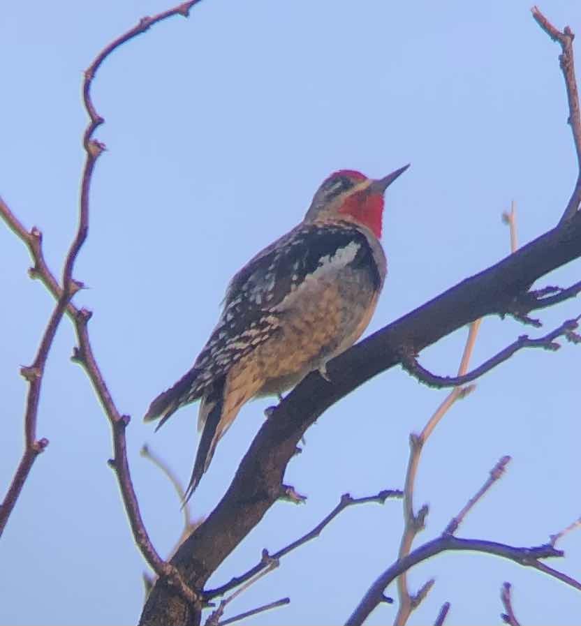 Yellow-bellied x Red-naped Sapsucker (hybrid) - ML614819420