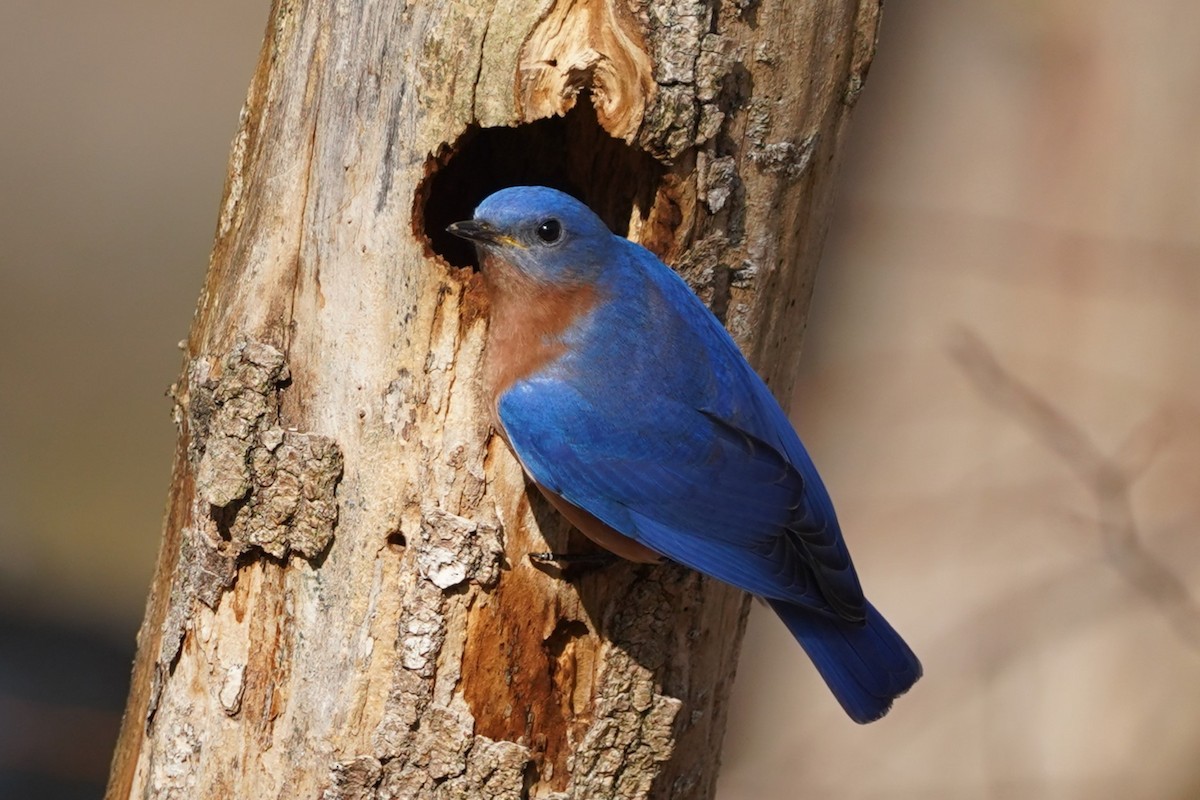 Eastern Bluebird - Reinhard Beatty