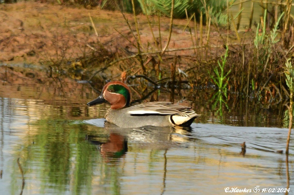 Green-winged Teal - ML614819424