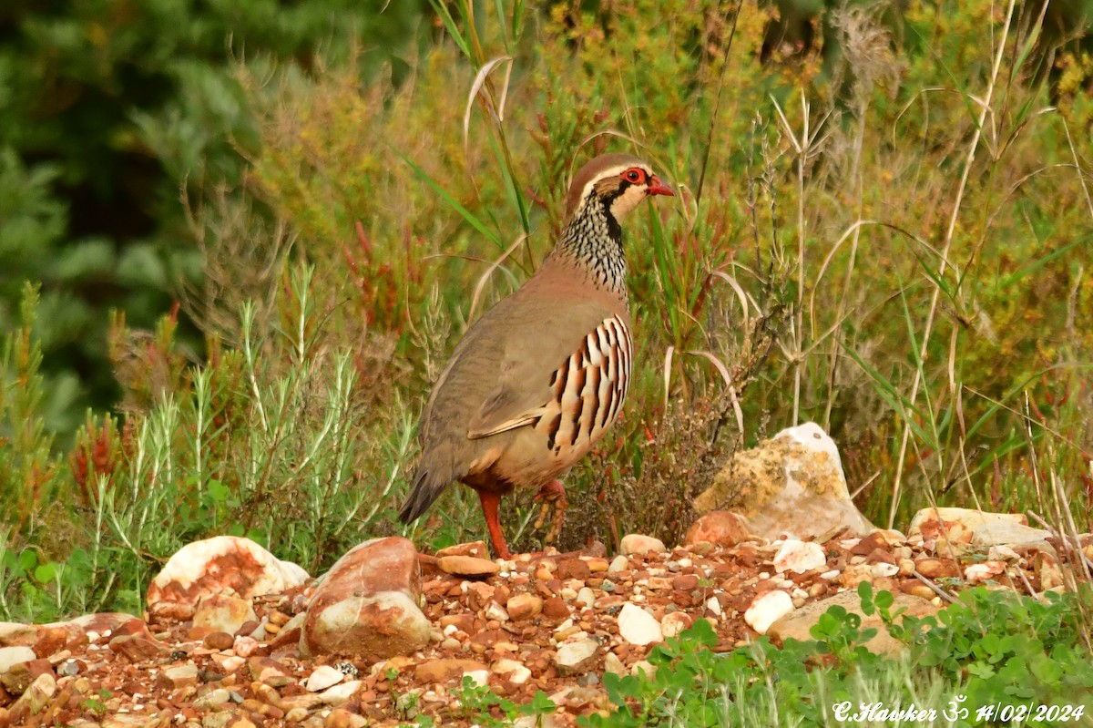 Red-legged Partridge - ML614819426