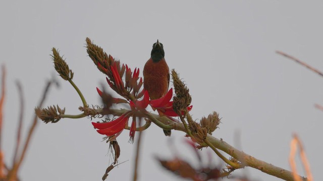 Orchard Oriole - ML614819433