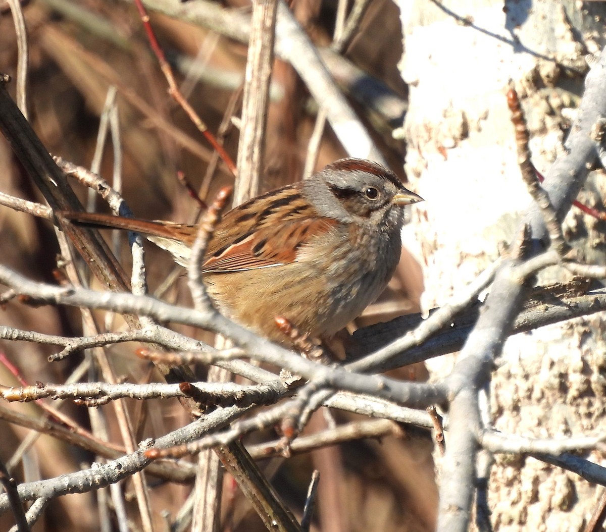 Swamp Sparrow - Michelle Forte