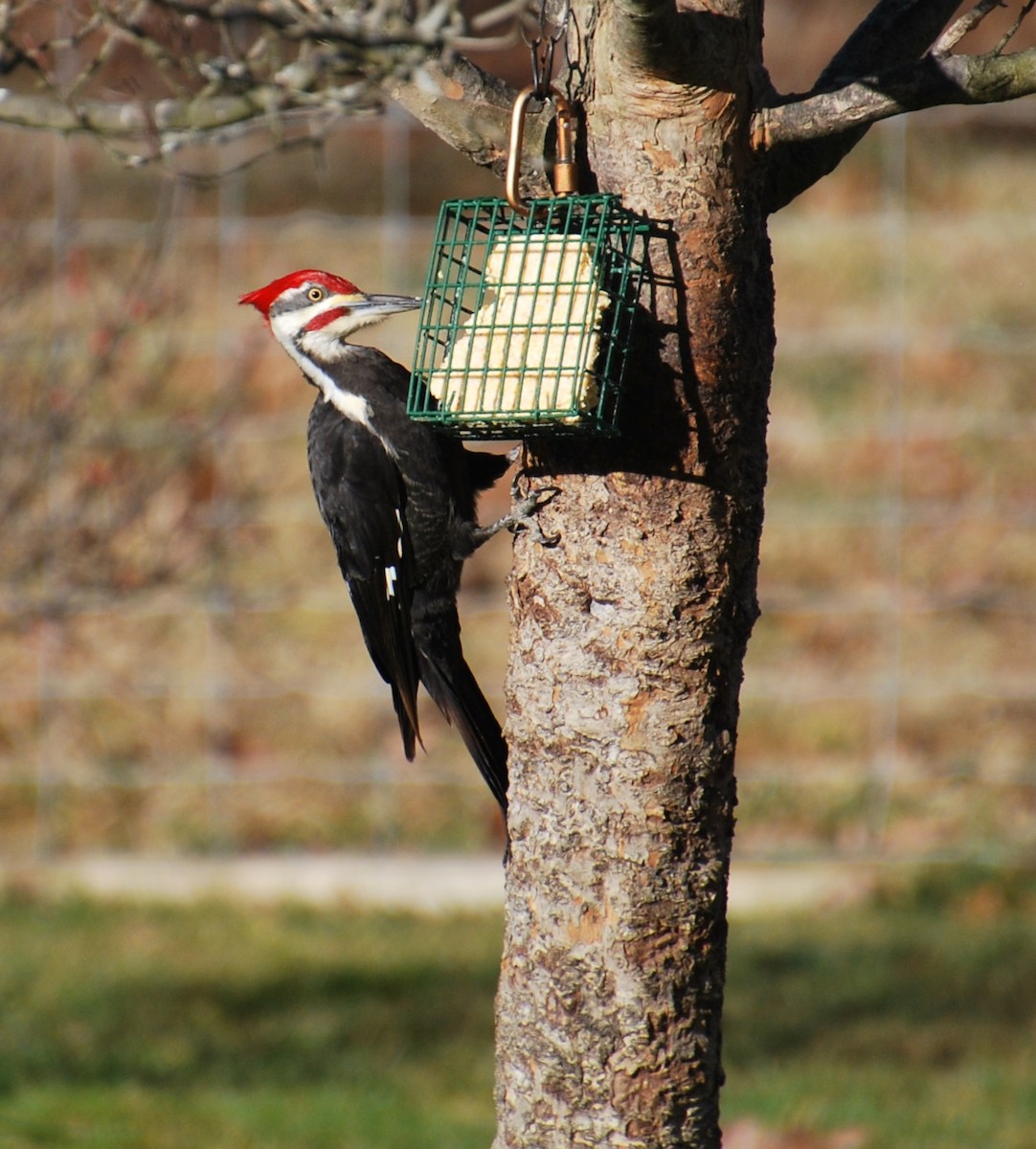 Pileated Woodpecker - Cynthia Burkhart