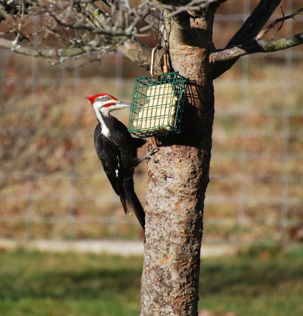 Pileated Woodpecker - Cynthia Burkhart