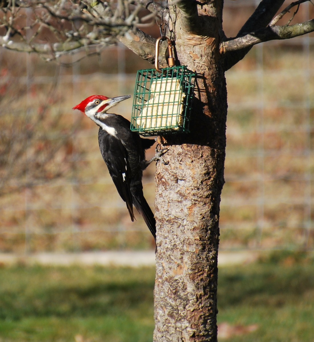 Pileated Woodpecker - Cynthia Burkhart