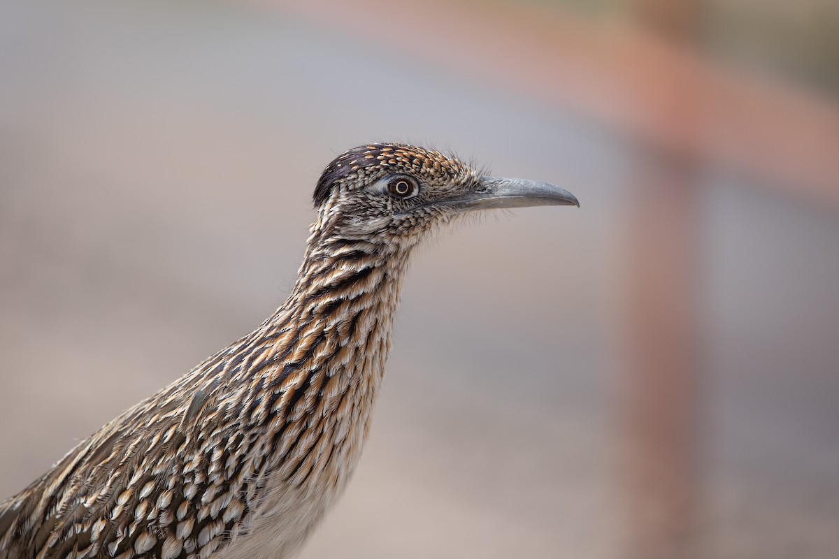 Greater Roadrunner - ML614819650