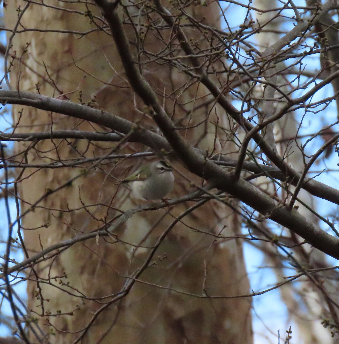 Golden-crowned Kinglet - ML614819736