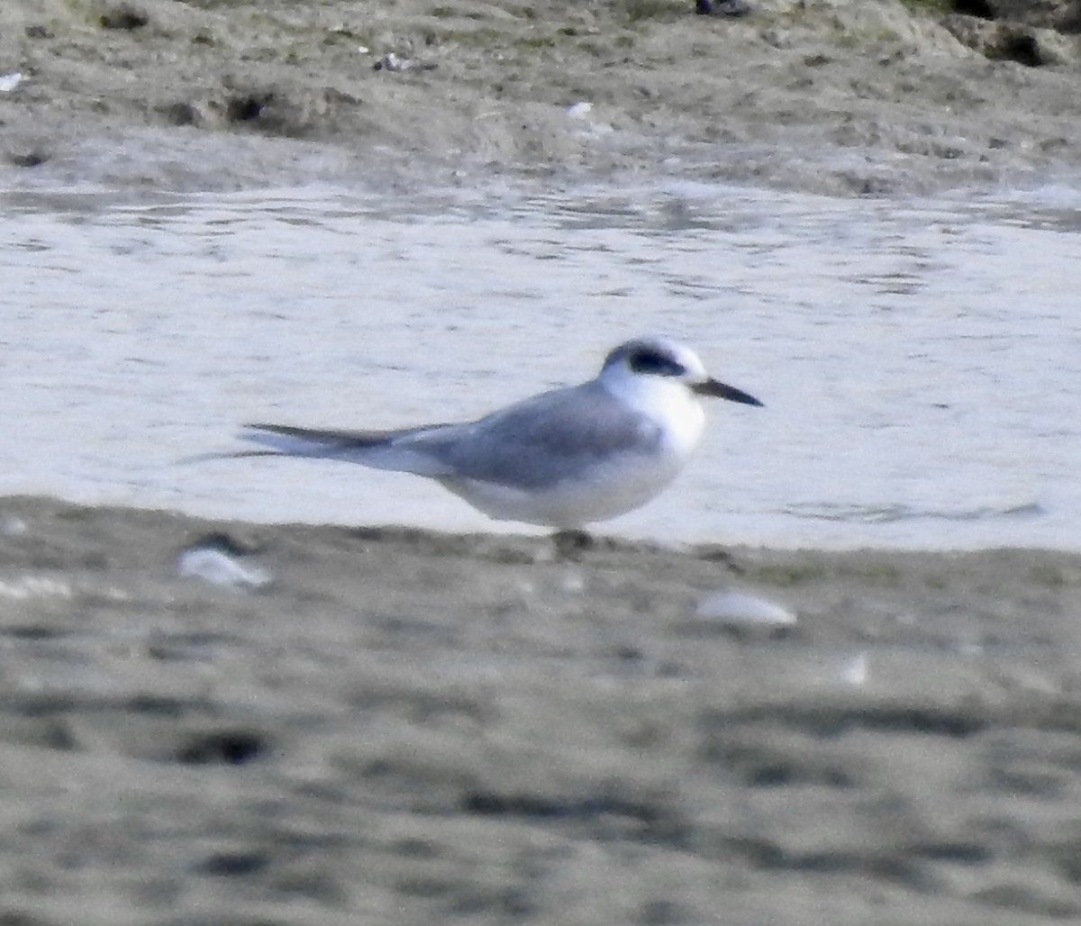 Forster's Tern - ML614819743