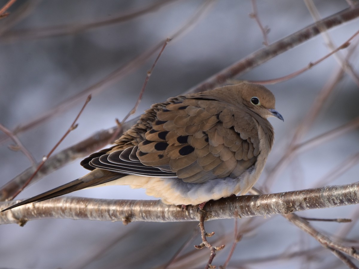 Mourning Dove - ML614819750