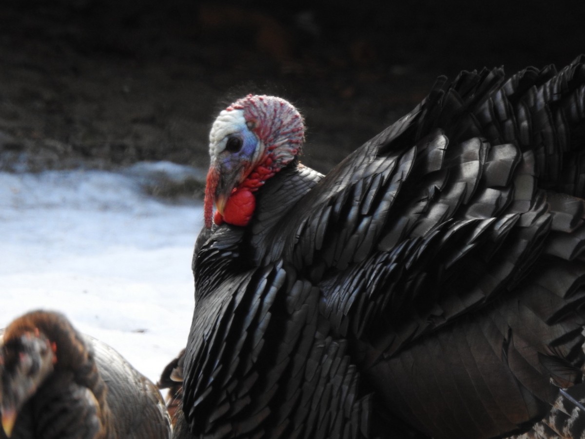 Wild Turkey - ML614819781