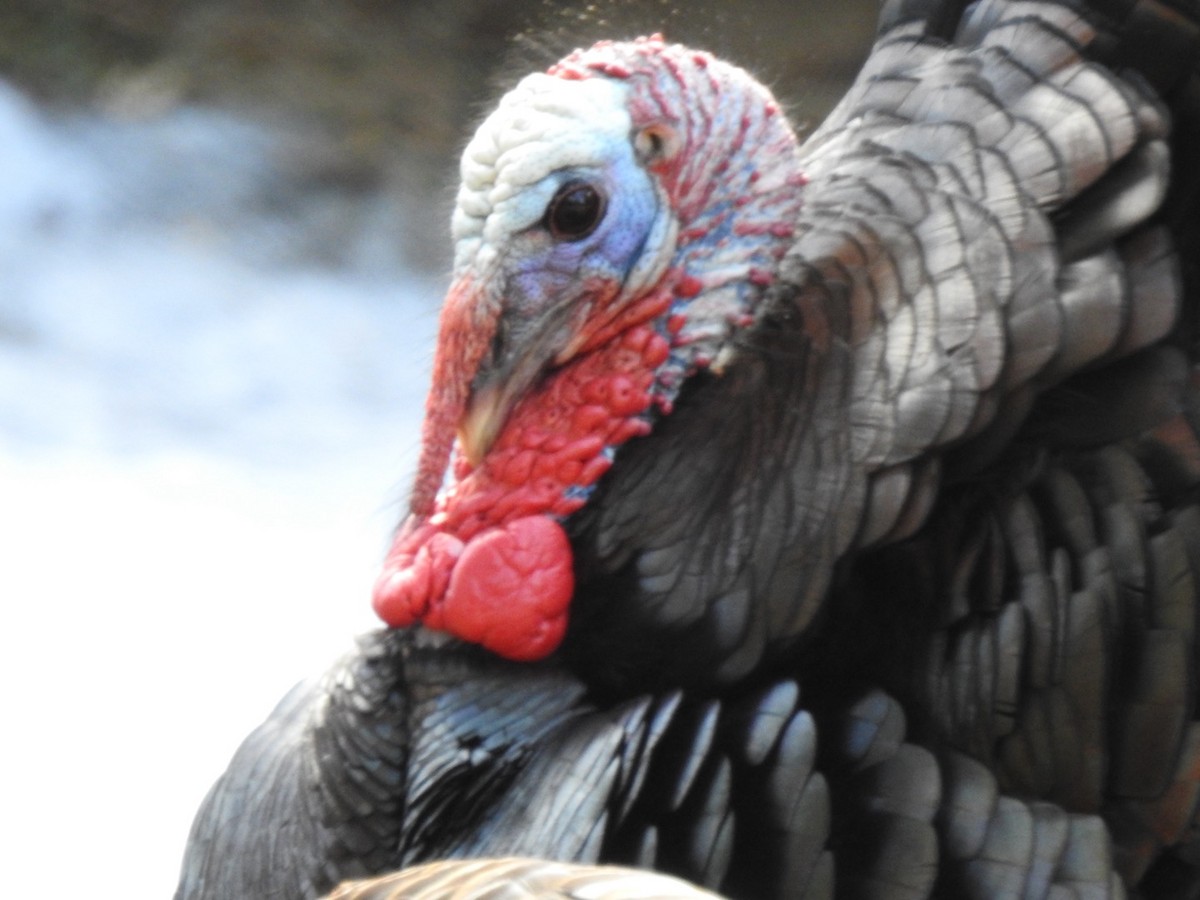 Wild Turkey - ML614819784