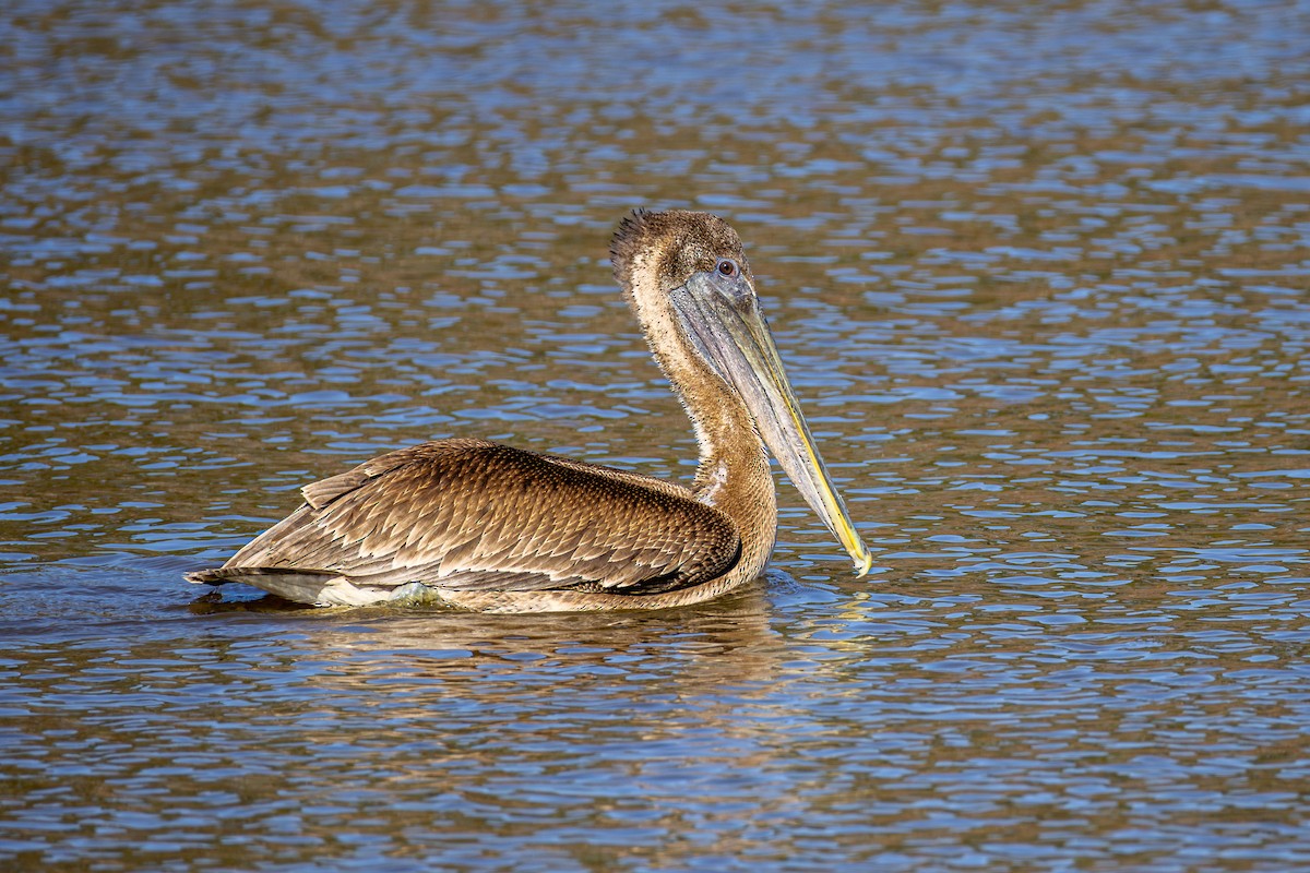 Brown Pelican - ML614819789