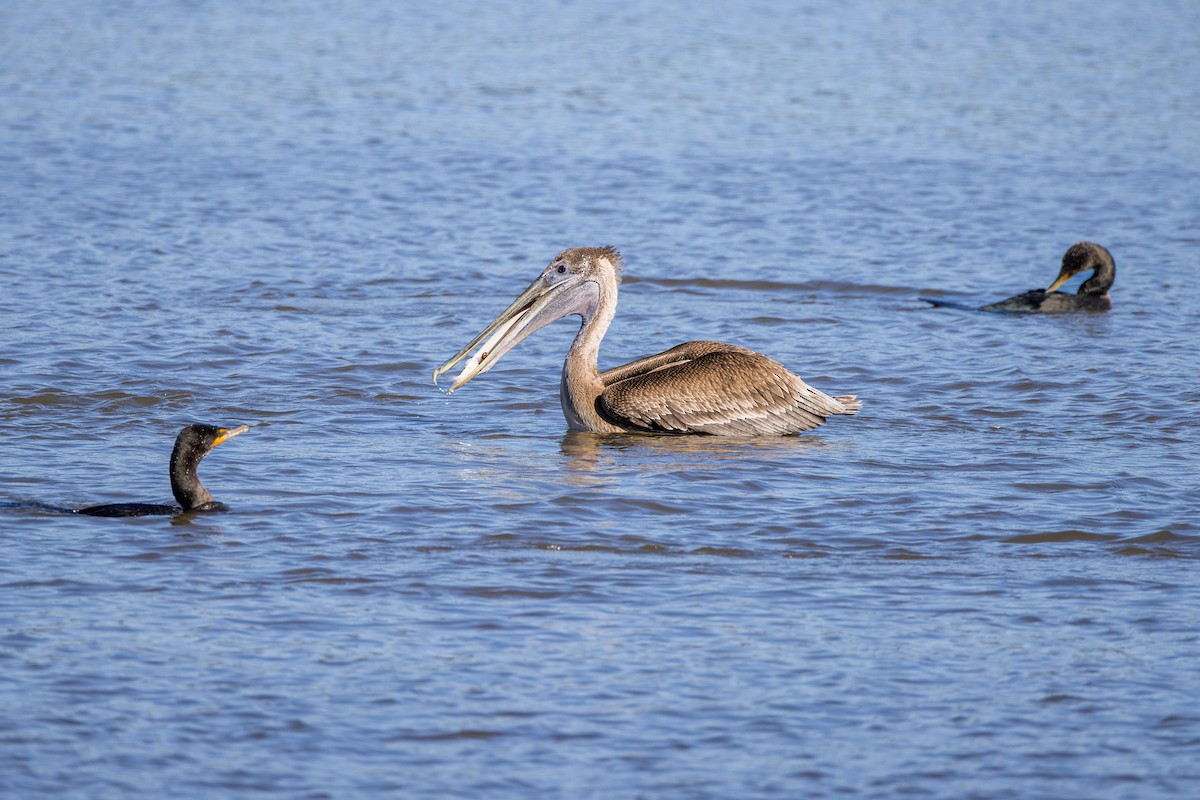 Brown Pelican - ML614819791