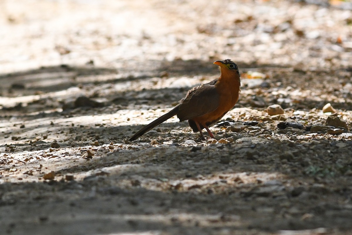 Lesser Ground-Cuckoo - ML614819840