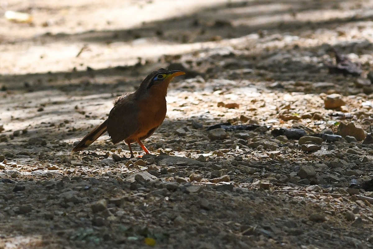 Lesser Ground-Cuckoo - ML614819841