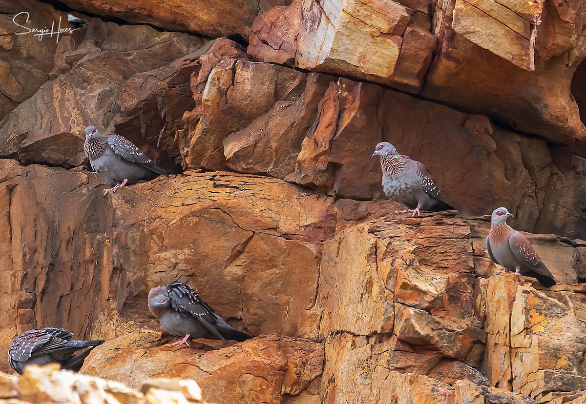 Speckled Pigeon - Sergio Hoces lucena