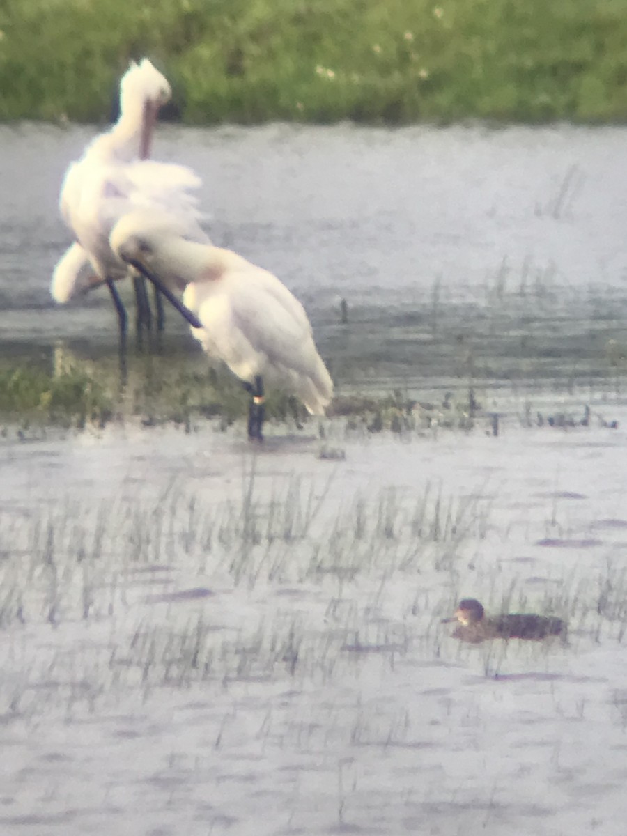 Eurasian Spoonbill - ML614819904