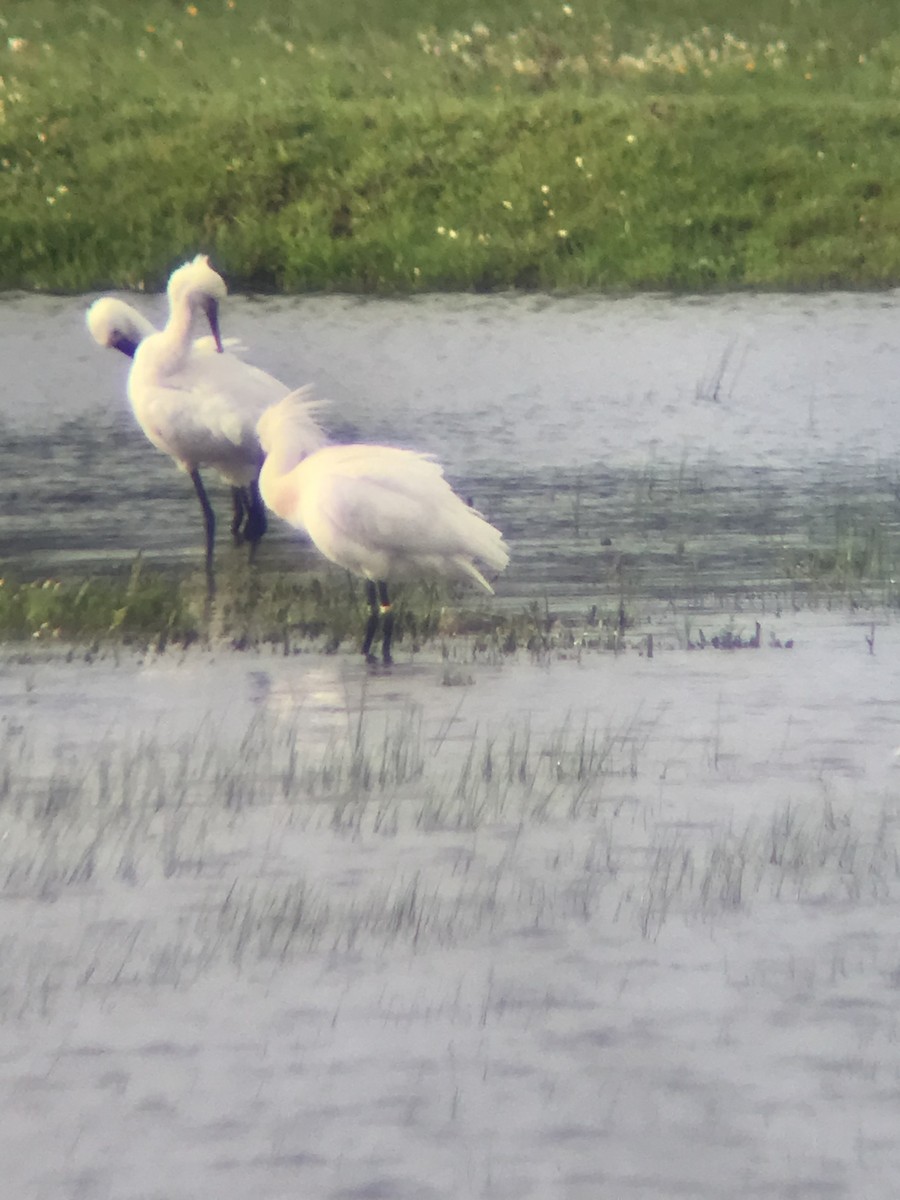 Eurasian Spoonbill - ML614819905