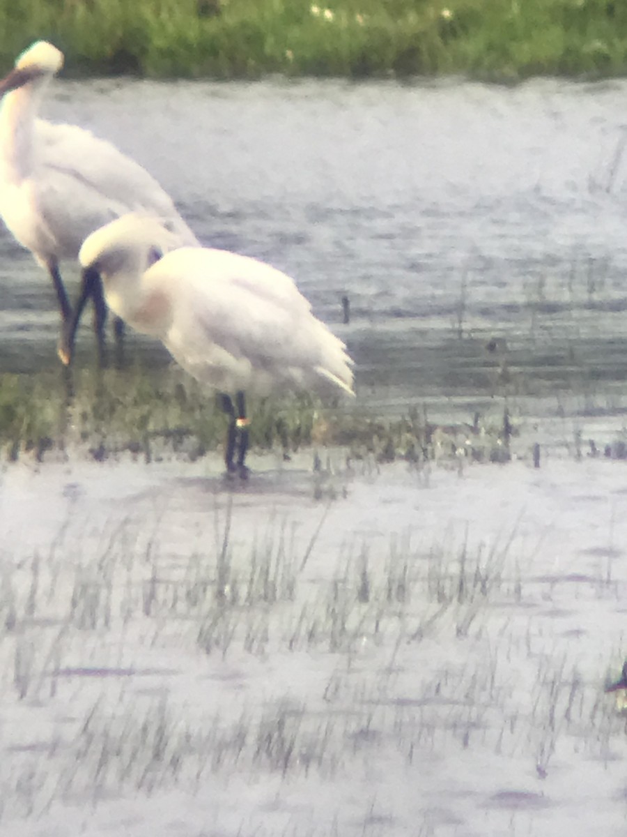 Eurasian Spoonbill - ML614819906