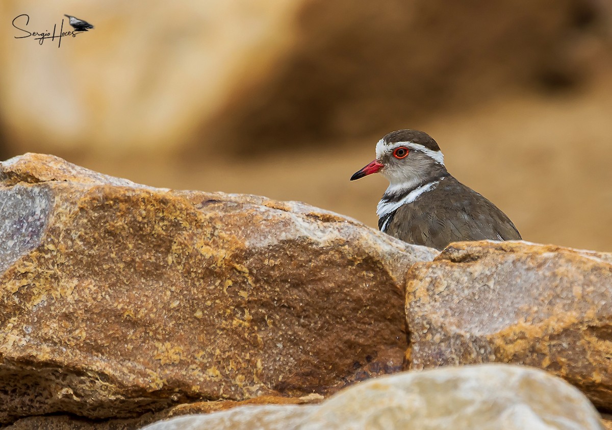 Three-banded Plover - Sergio Hoces lucena