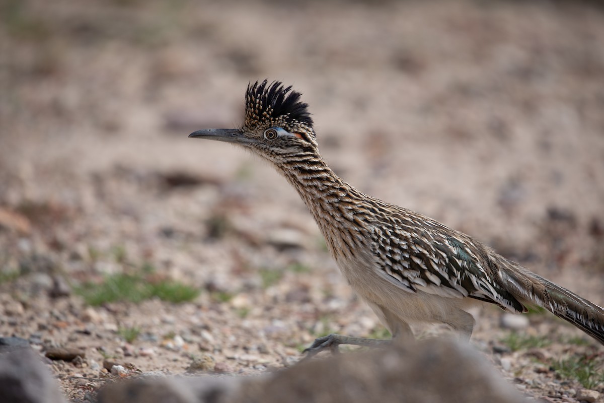 Greater Roadrunner - ML614819962