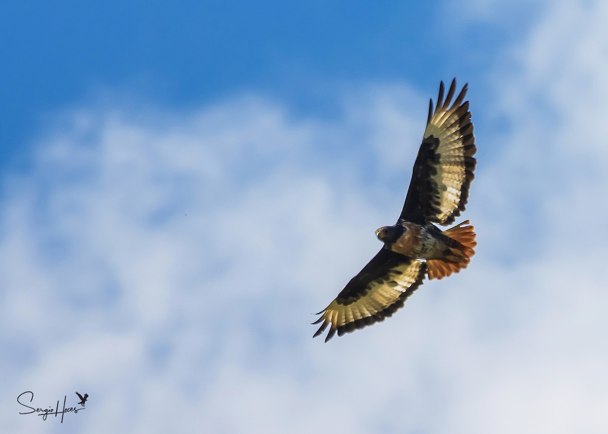 Jackal Buzzard - ML614819971