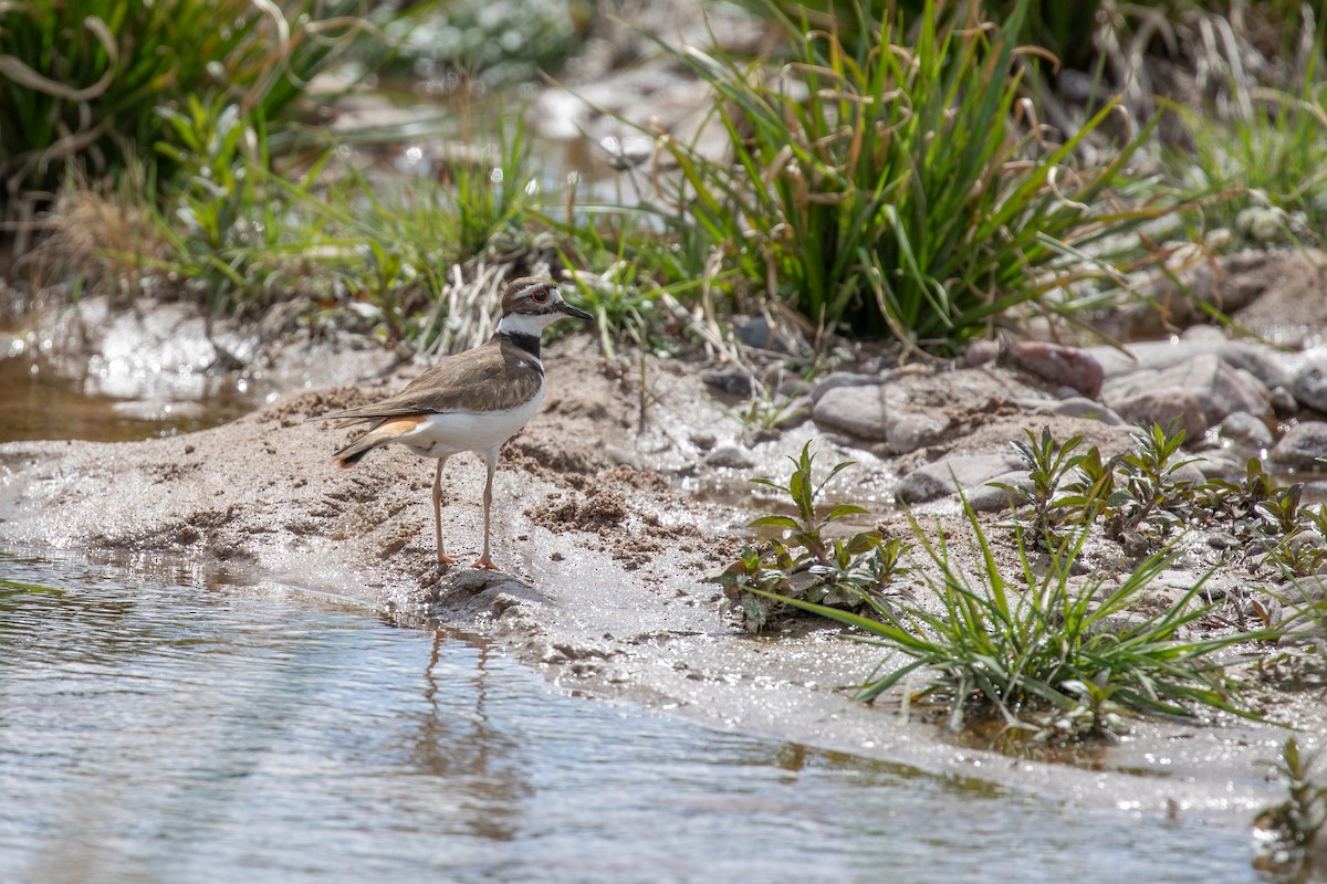 Killdeer - ML614820034