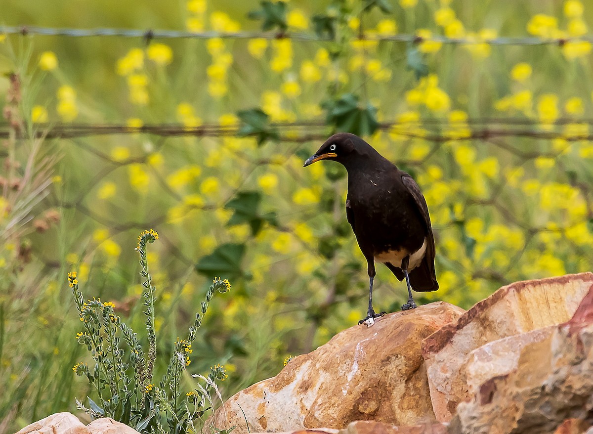 African Pied Starling - Sergio Hoces lucena
