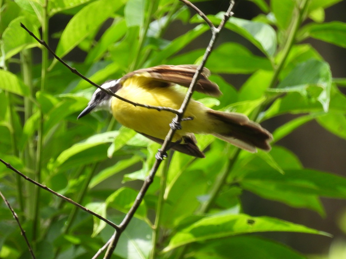 Lesser Kiskadee - ML614820087