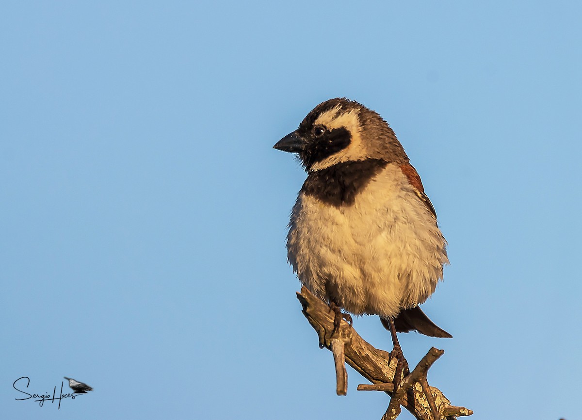 Cape Sparrow - ML614820127