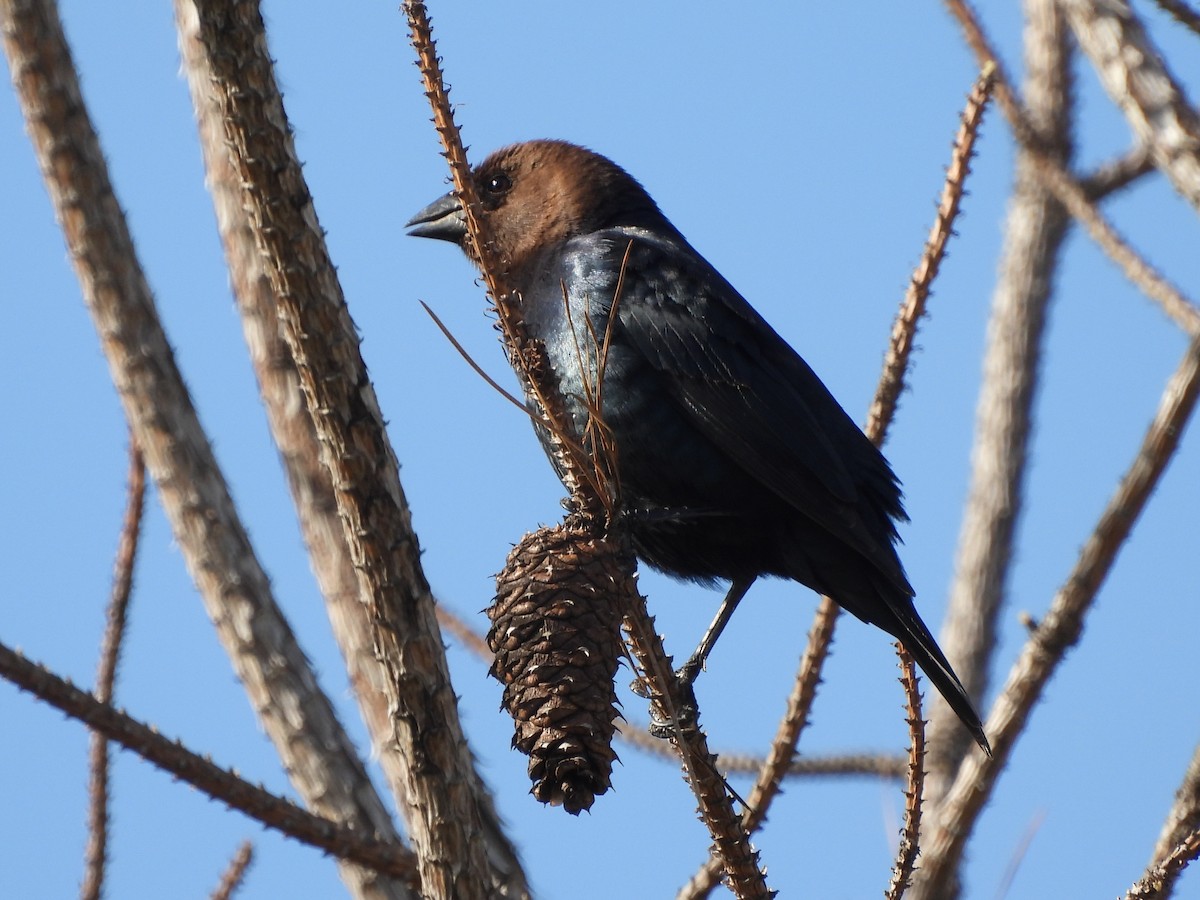 Brown-headed Cowbird - ML614820169