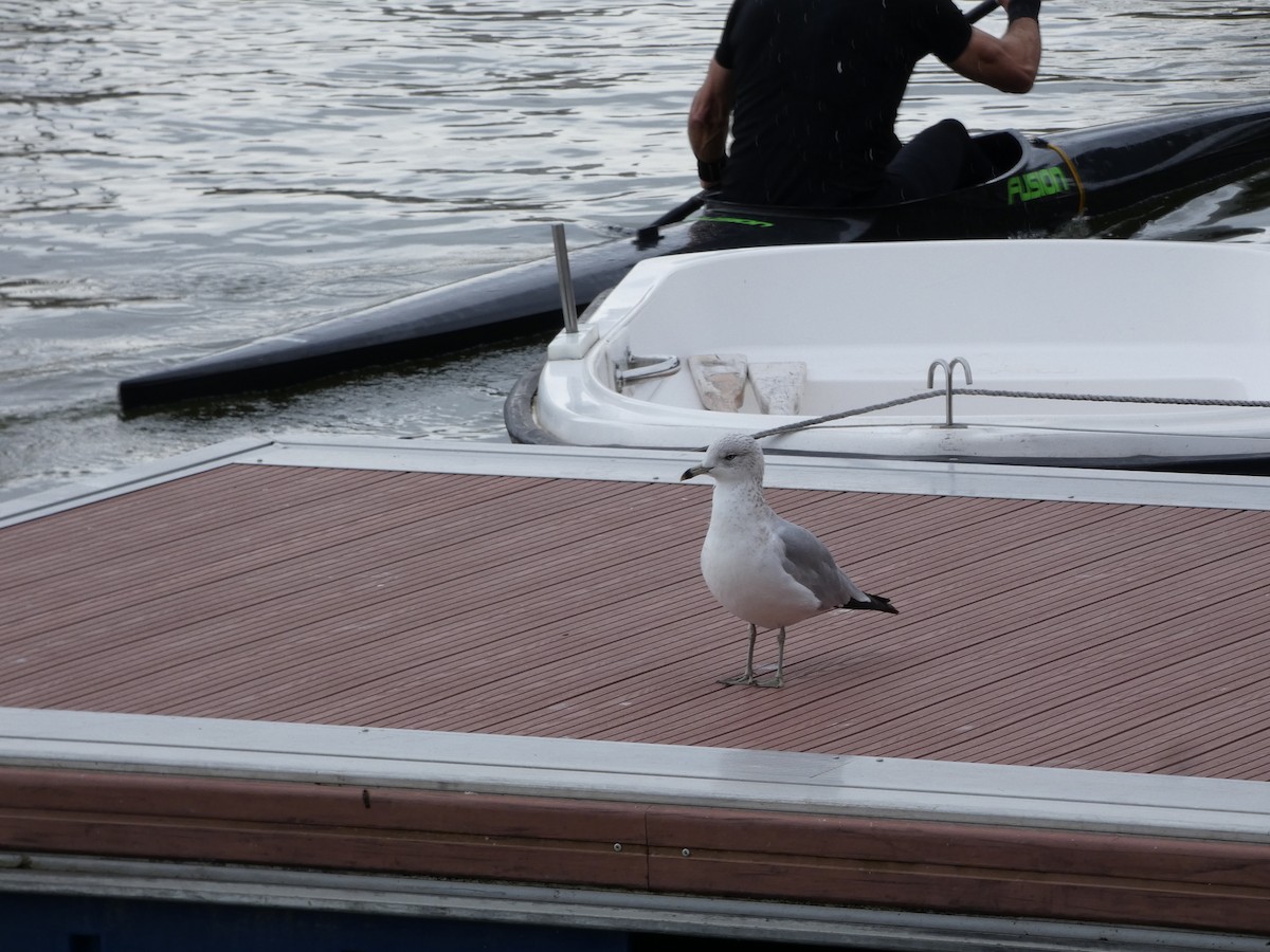 Ring-billed Gull - ML614820180