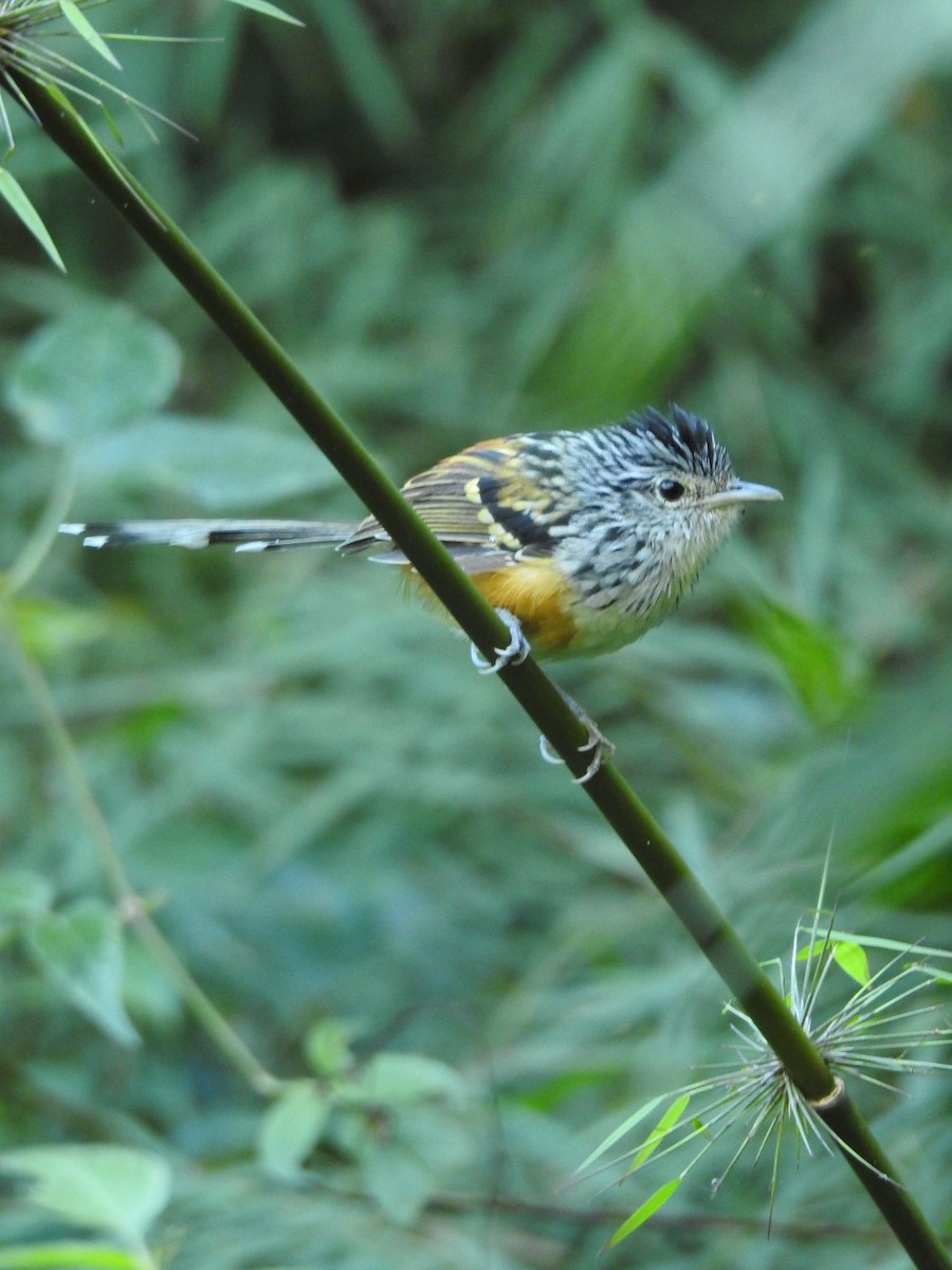 Klages's Antbird - ML614820191