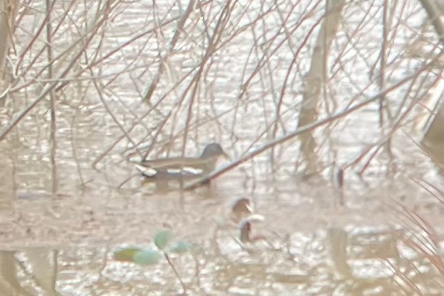 Eurasian Moorhen - David Kuster