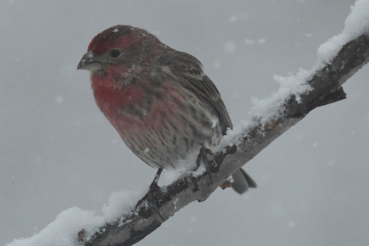 House Finch - ML614820292