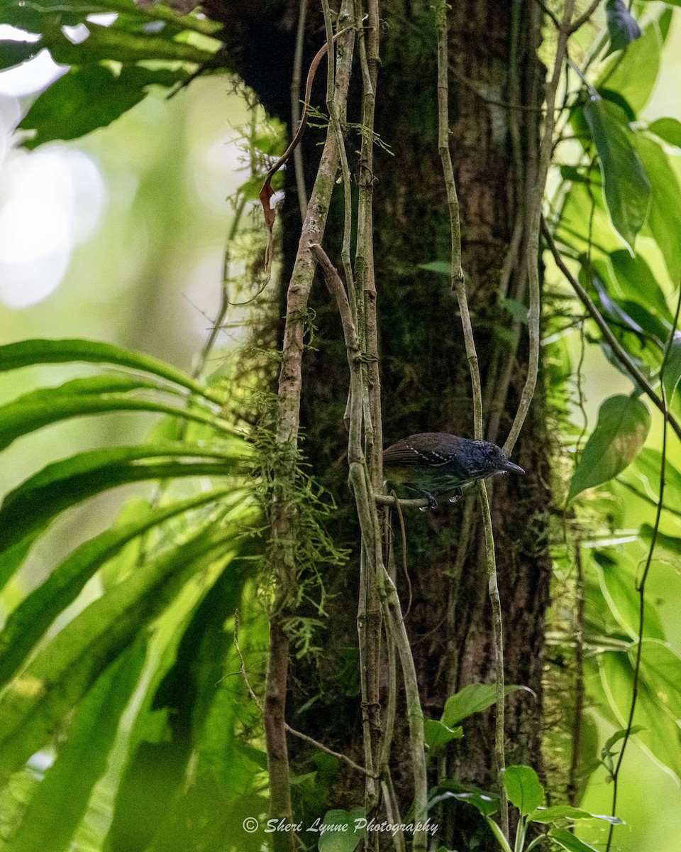 Streak-crowned Antvireo - Sheri Thompson