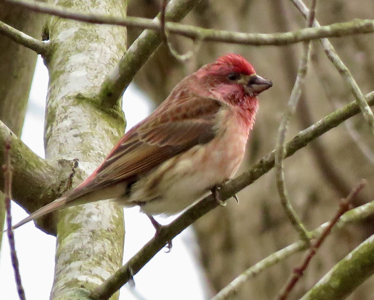 Purple Finch - ML614820331