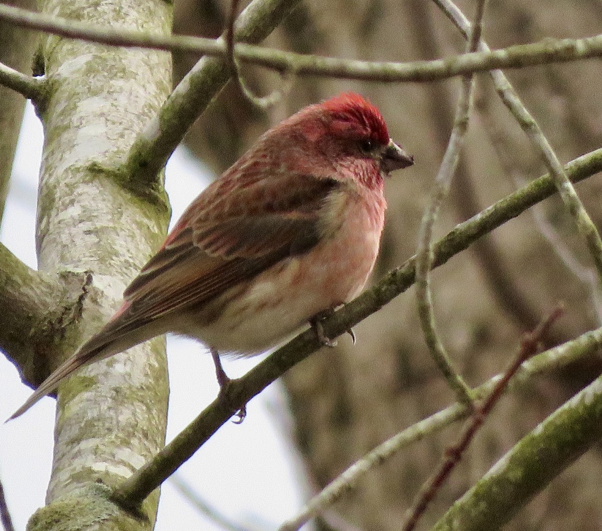 Purple Finch - ML614820333