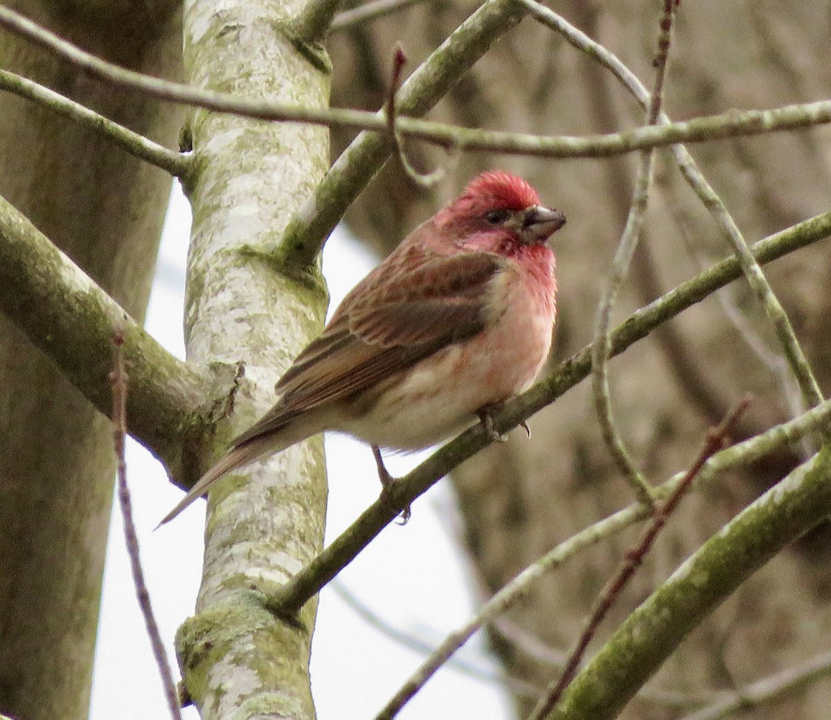 Purple Finch - ML614820334