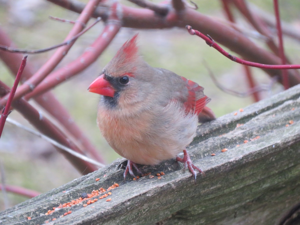 Northern Cardinal - Tyler L. Hoar