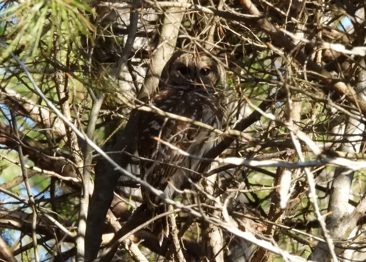 Barred Owl - ML614820422