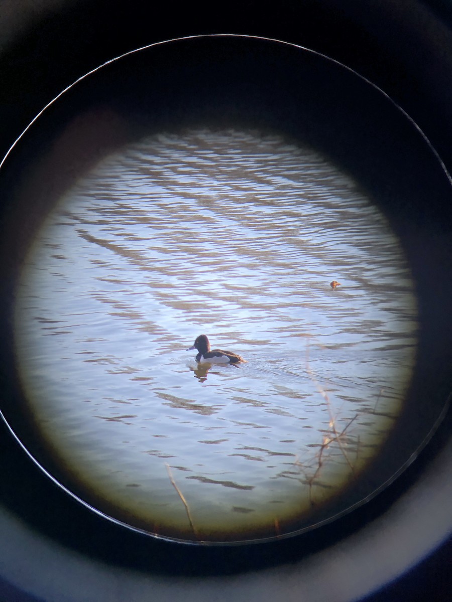 Ring-necked Duck - ML614820423