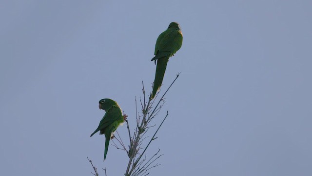 Blue-crowned Parakeet - ML614820431