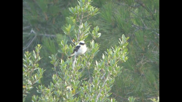 Western Black-eared Wheatear - ML614820433