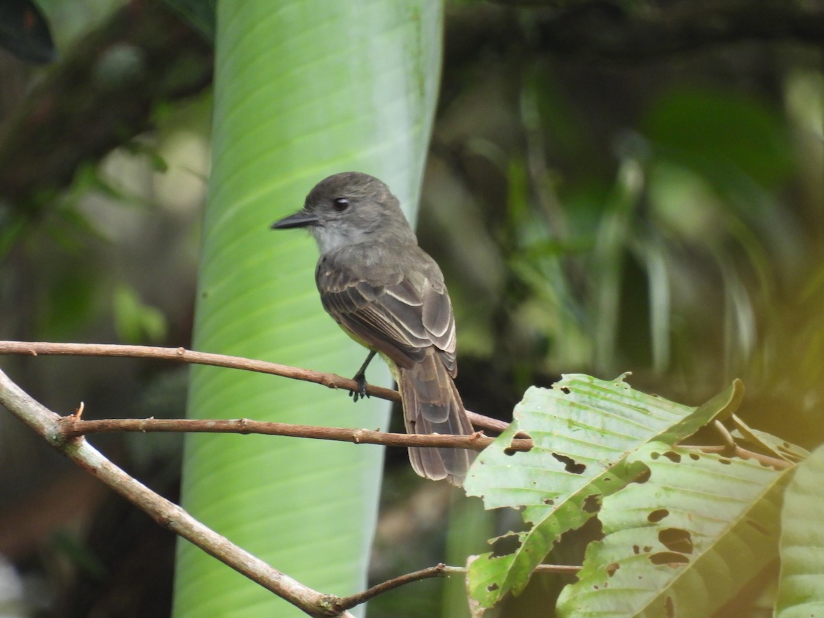 Short-crested Flycatcher - ML614820504