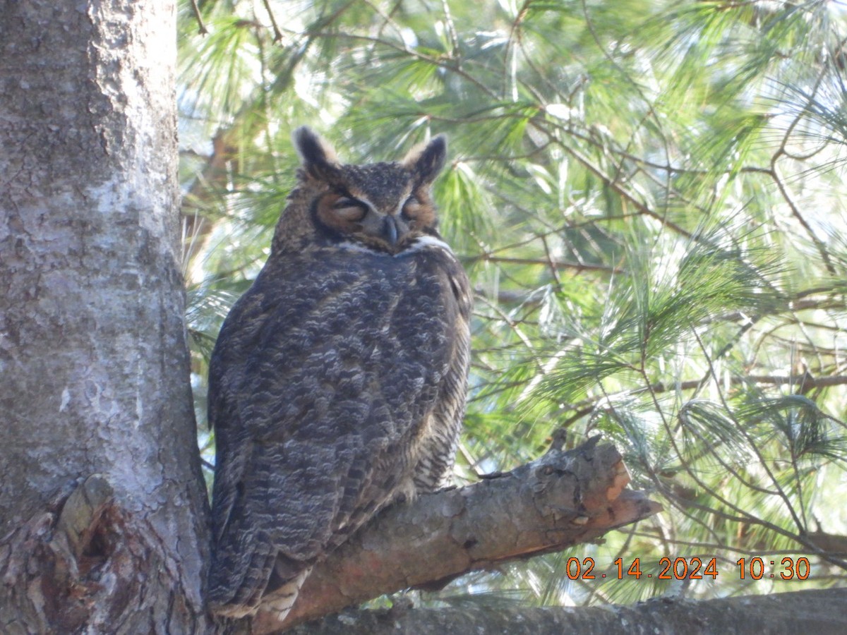 Great Horned Owl - ML614820550