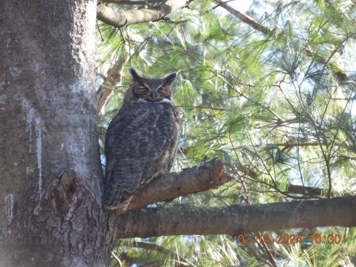 Great Horned Owl - ML614820551