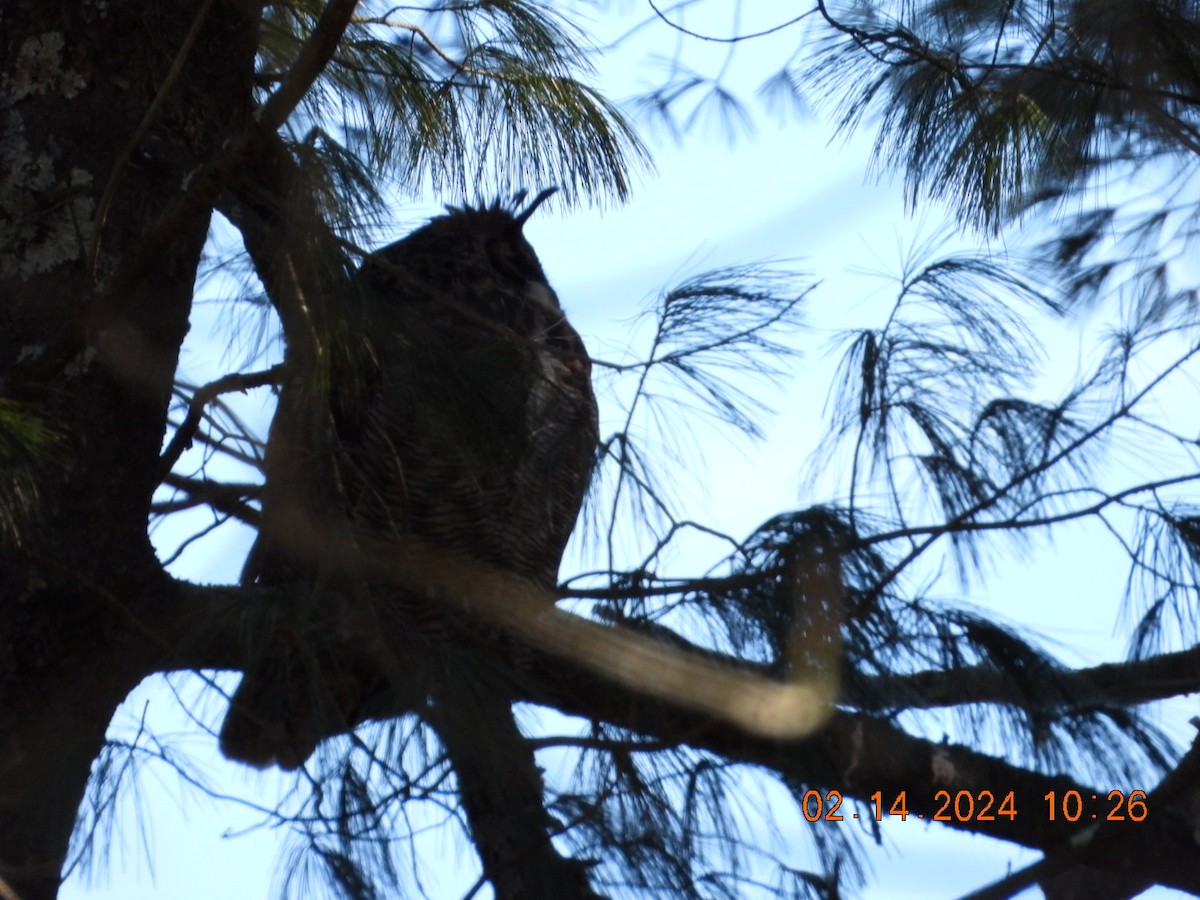 Great Horned Owl - ML614820554