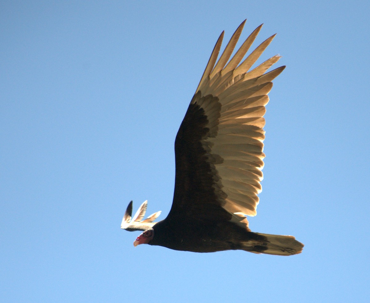 Turkey Vulture - ML614820636